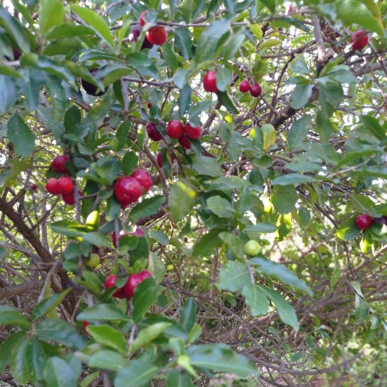 acerola1