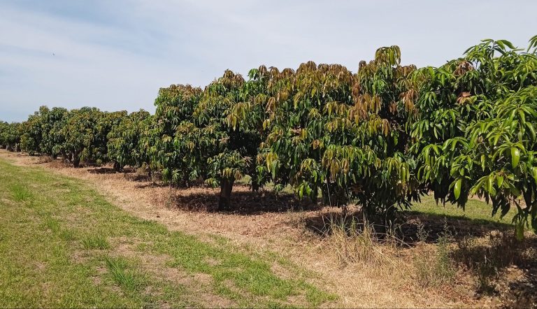 Fazenda Lins