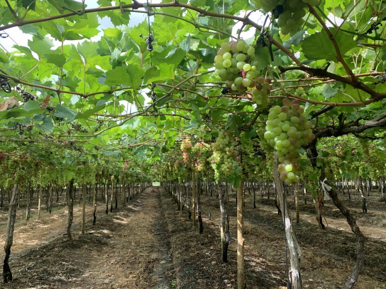 Fazenda Argo/Lote Vitória