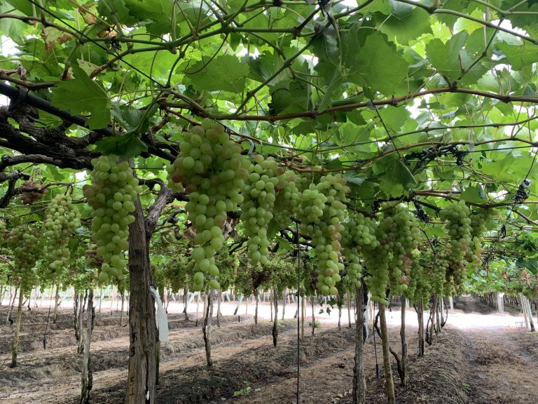 Fazenda Argo/Lote Vitória