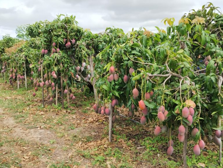 Fazenda Andorinhas