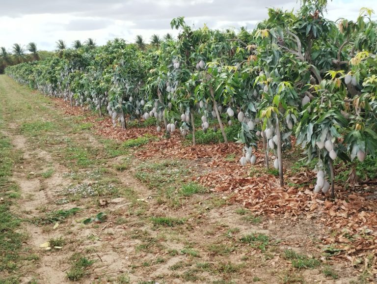 Fazenda Andorinhas